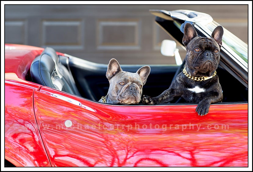 French Bull Dogs Family Photography Houston